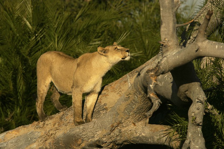 Duba Plains Camp Okavango Delta Botswana 5