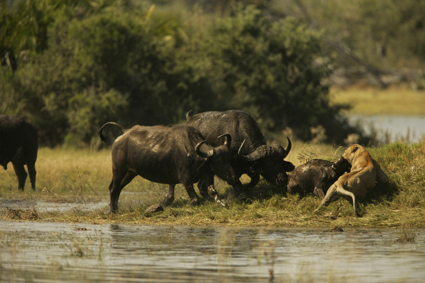 Duba Plains Camp Okavango Delta Botswana 7