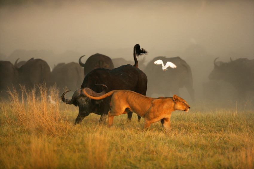 Duba Plains Camp Okavango Delta Botswana 8
