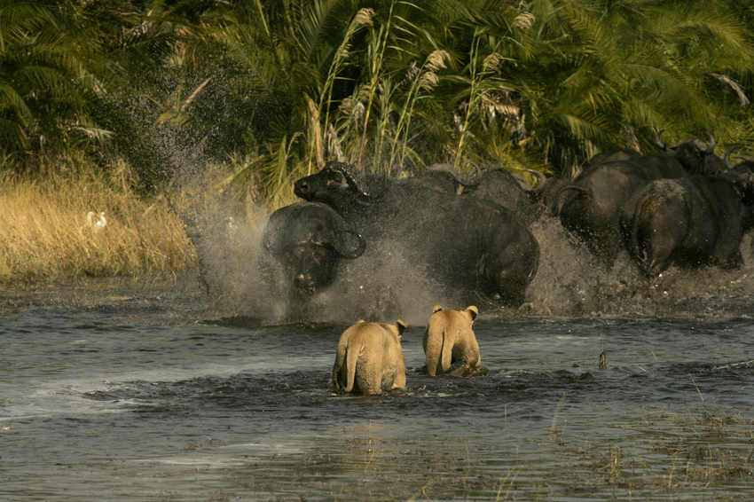 Duba Plains Camp Okavango Delta Botswana 9