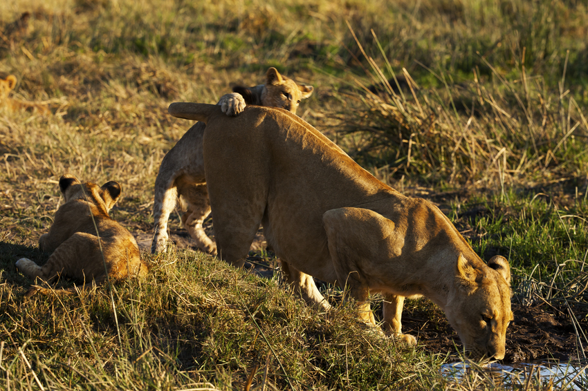 Duba Plains Camp Okavango Delta Botswana 11