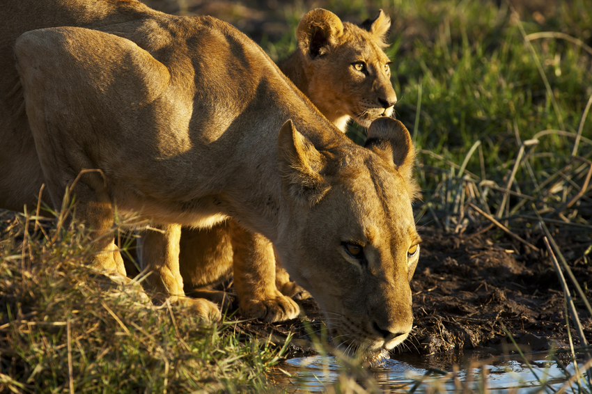 Duba Plains Camp Okavango Delta Botswana 12