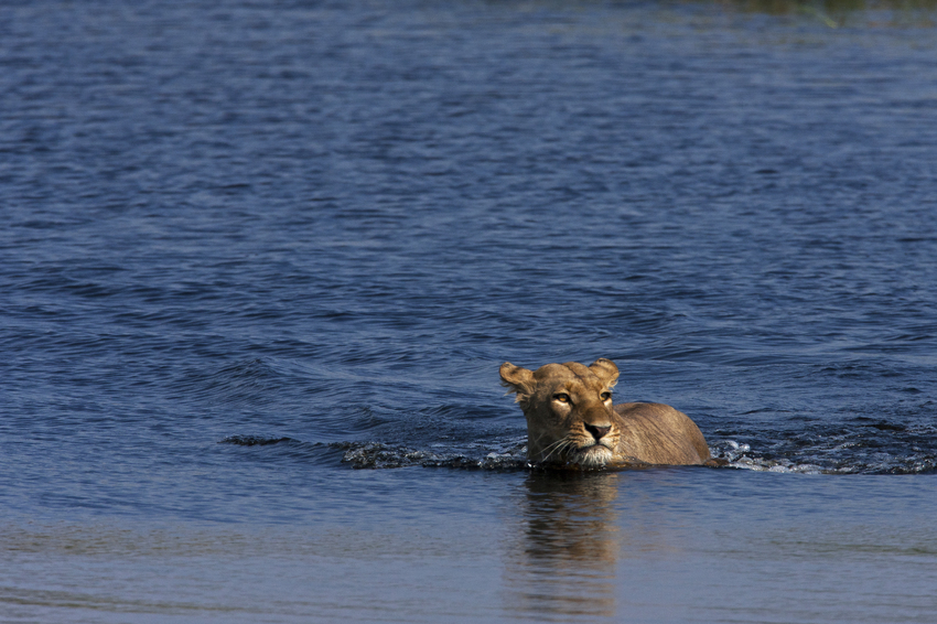 Duba Plains Camp Okavango Delta Botswana 13