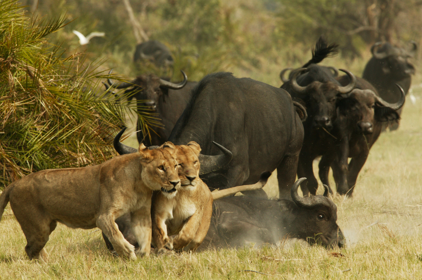 Duba Plains Camp Okavango Delta Botswana 14
