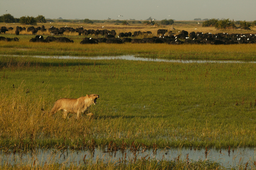 Duba Plains Camp Okavango Delta Botswana 15