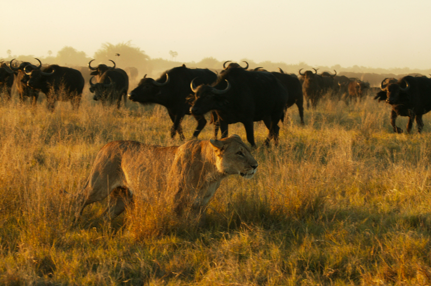 Duba Plains Camp Okavango Delta Botswana 16