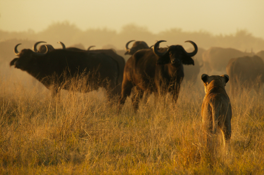 Duba Plains Camp Okavango Delta Botswana 17
