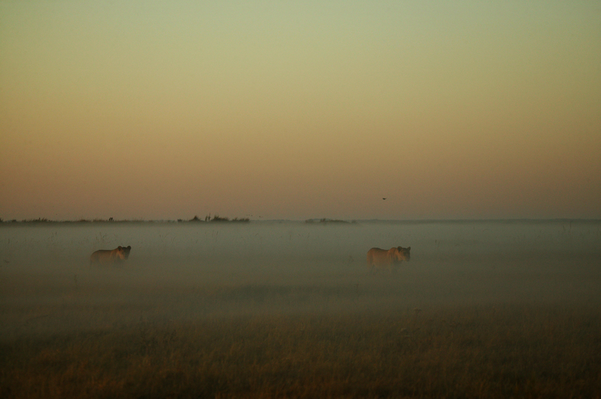 Duba Plains Camp Okavango Delta Botswana 18