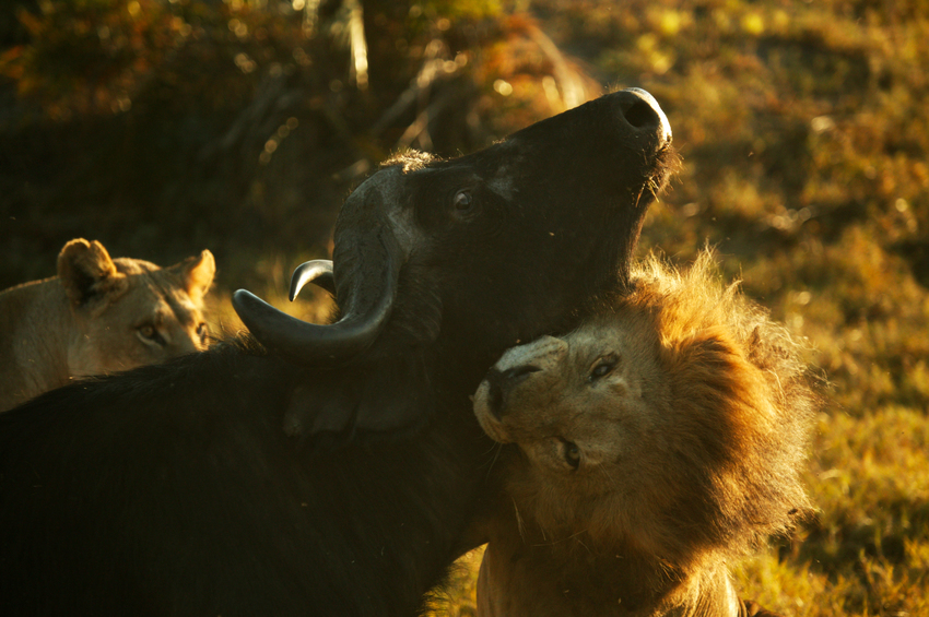 Duba Plains Camp Okavango Delta Botswana 19