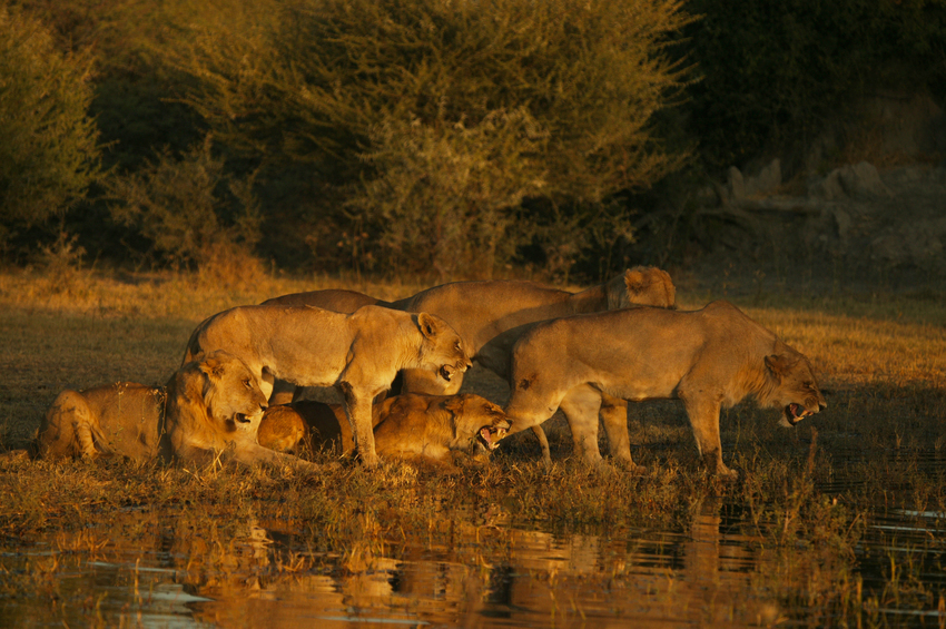 Duba Plains Camp Okavango Delta Botswana 20
