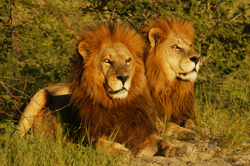Duba Plains Camp Okavango Delta Botswana 21