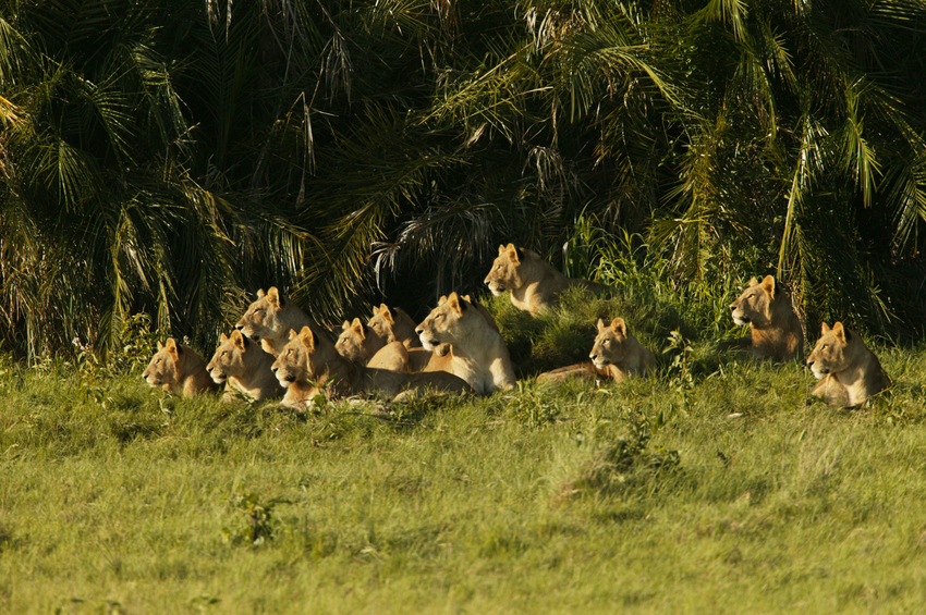 Duba Plains Camp Okavango Delta Botswana 22