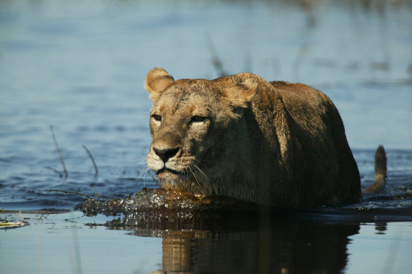 Duba Plains Camp Okavango Delta Botswana 23
