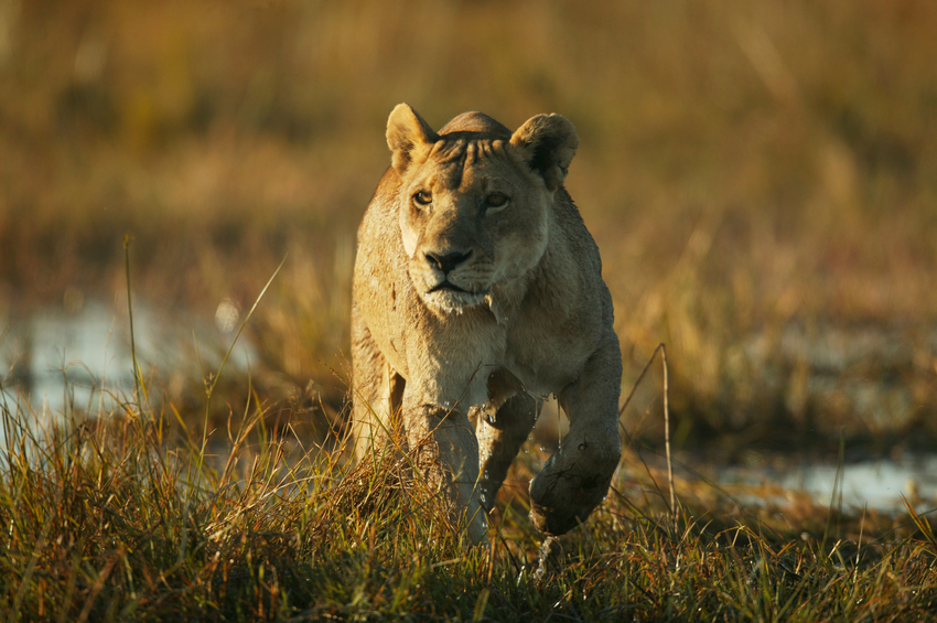 Duba Plains Camp Okavango Delta Botswana 24