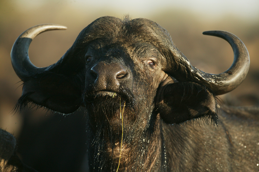 Duba Plains Camp Okavango Delta Botswana 25