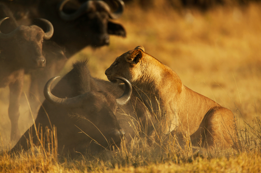 Duba Plains Camp Okavango Delta Botswana 27