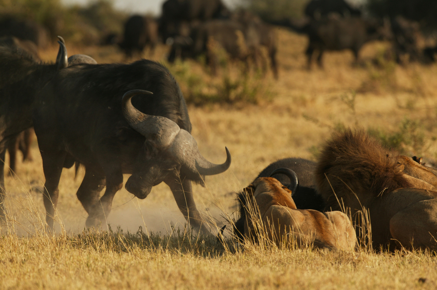 Duba Plains Camp Okavango Delta Botswana 29