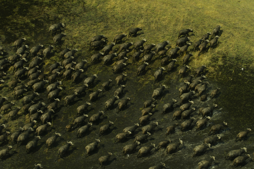 Duba Plains Camp Okavango Delta Botswana 31