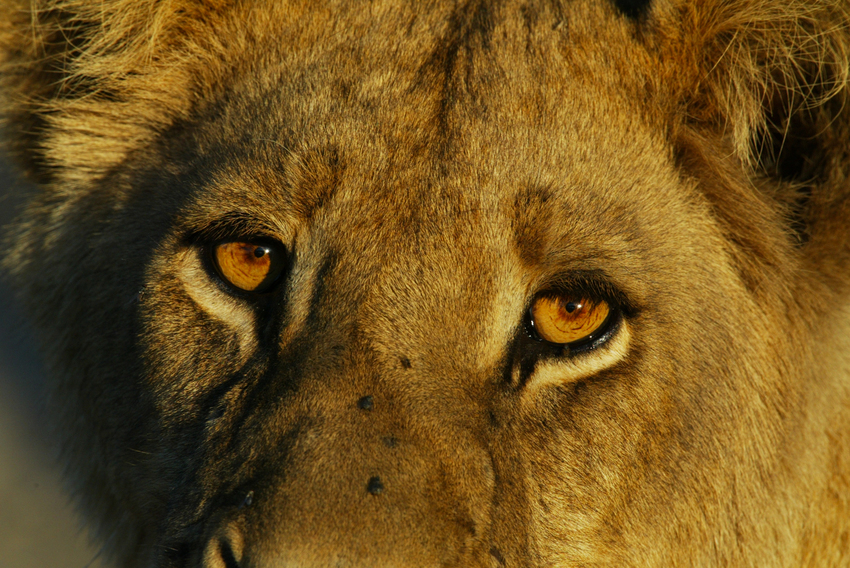 Duba Plains Camp Okavango Delta Botswana 32