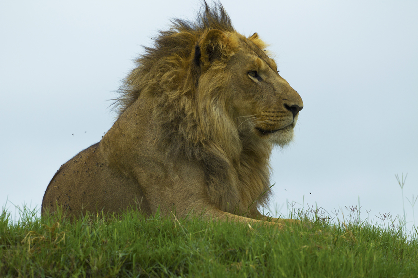 Duba Plains Camp Okavango Delta Botswana 37