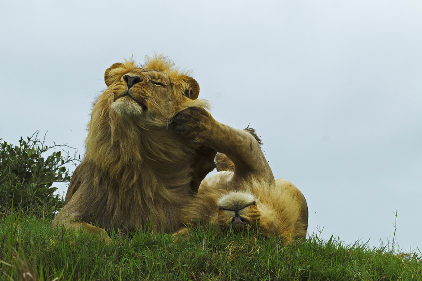 Duba Plains Camp Okavango Delta Botswana 38
