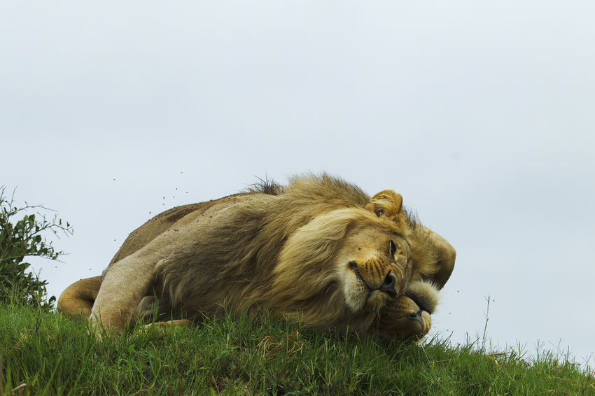 Duba Plains Camp Okavango Delta Botswana 39