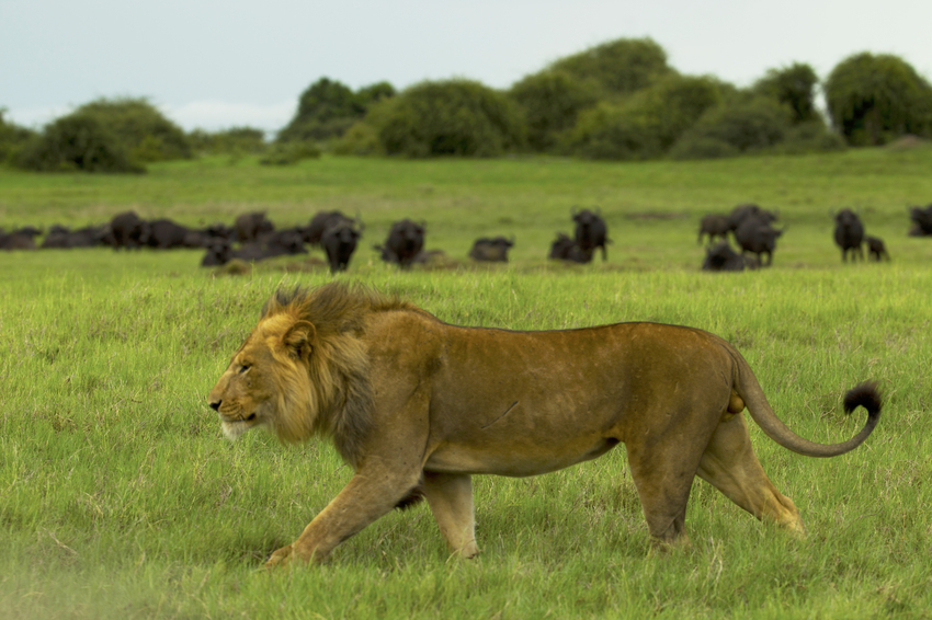 Duba Plains Camp Okavango Delta Botswana 40