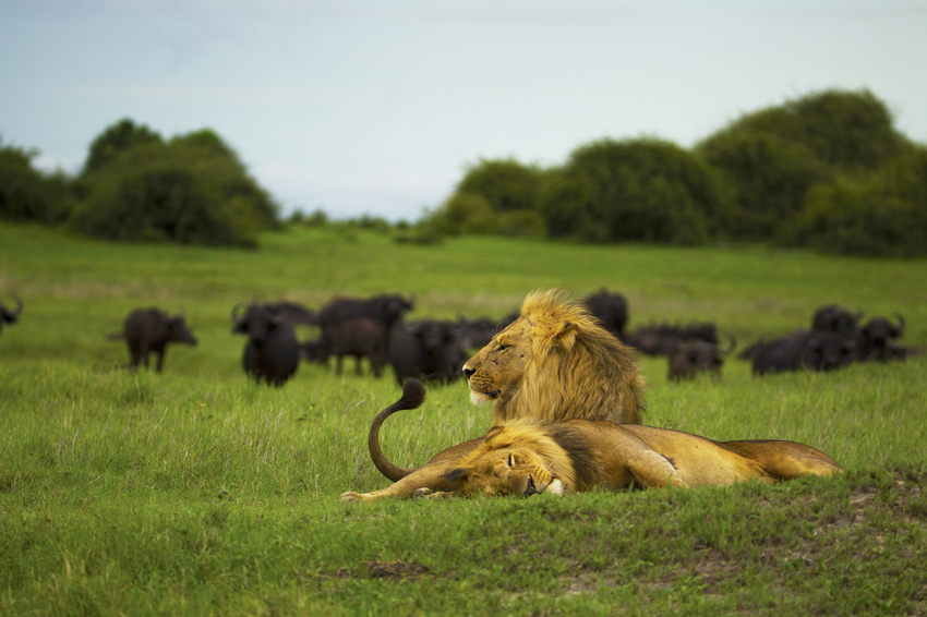 Duba Plains Camp Okavango Delta Botswana 41