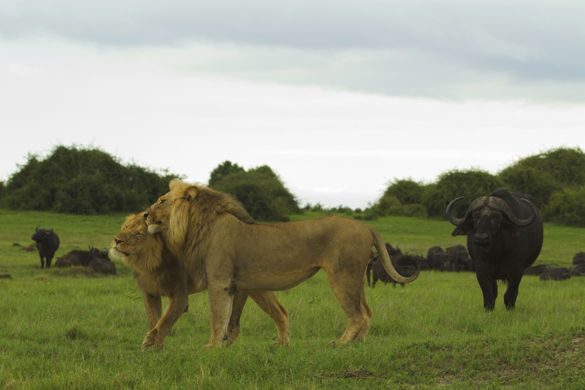 Duba Plains Camp Okavango Delta Botswana 42