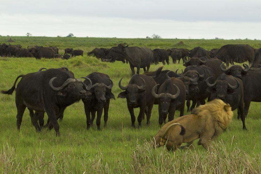 Duba Plains Camp Okavango Delta Botswana 43