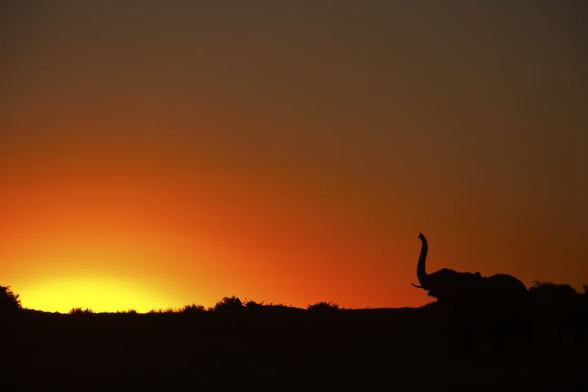 Duba Plains Camp Okavango Delta Botswana 44