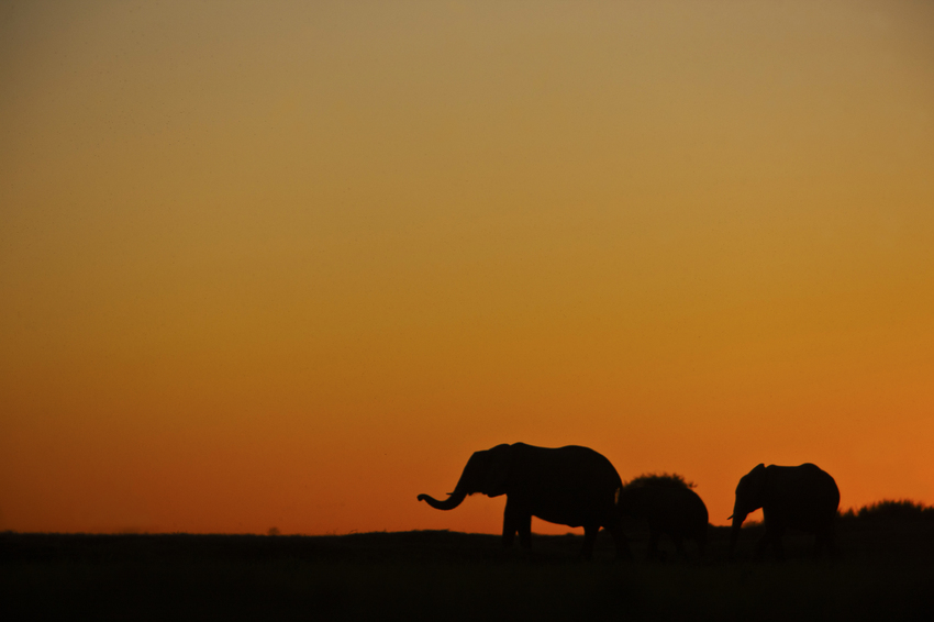 Duba Plains Camp Okavango Delta Botswana 45