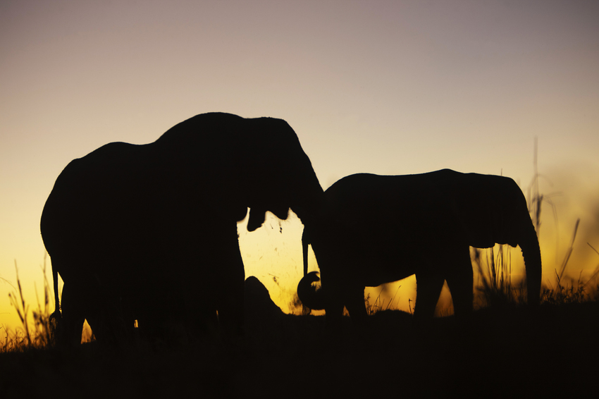 Duba Plains Camp Okavango Delta Botswana 46