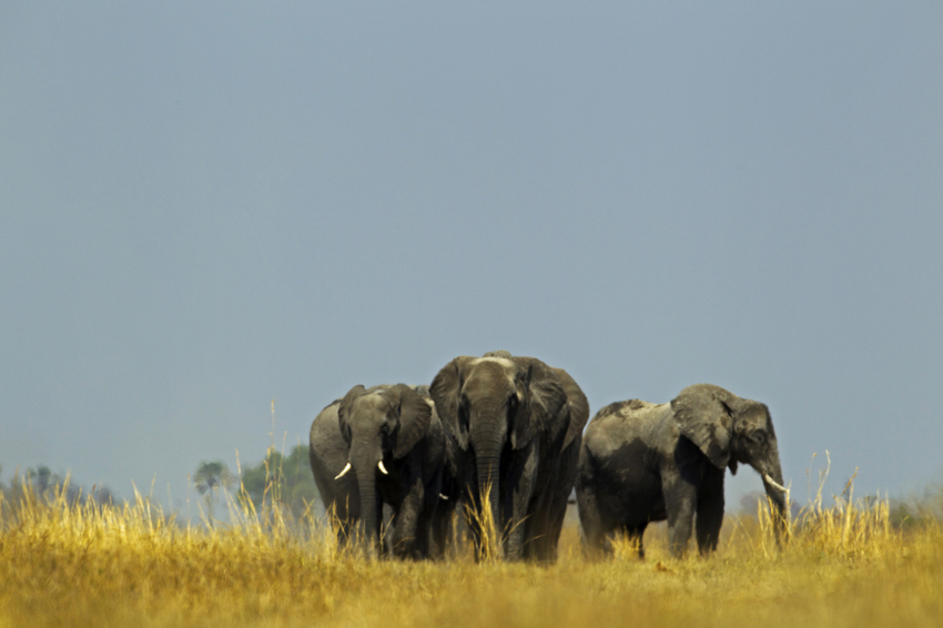 Duba Plains Camp Okavango Delta Botswana 47