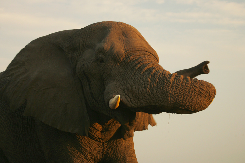 Duba Plains Camp Okavango Delta Botswana 48