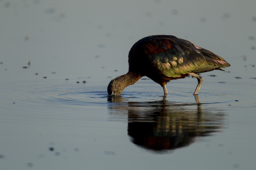 Duba Plains Camp Okavango Delta Botswana 49