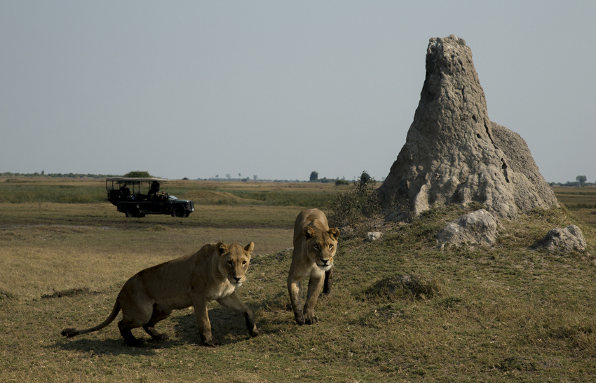 Duba Plains Camp Okavango Delta Botswana 50