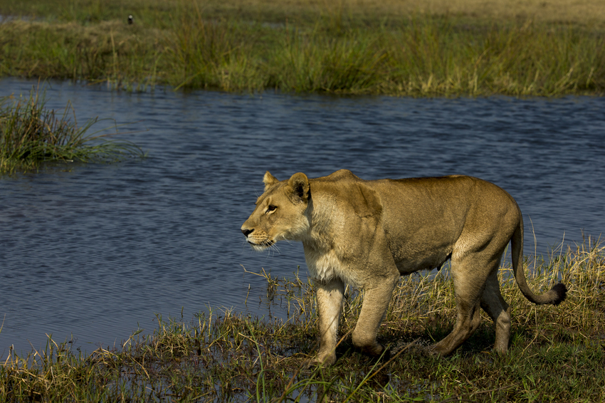 Duba Plains Camp Okavango Delta Botswana 52