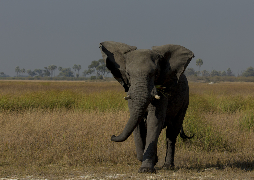 Duba Plains Camp Okavango Delta Botswana 53