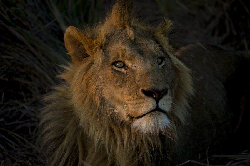 Duba Plains Camp Okavango Delta Botswana 55