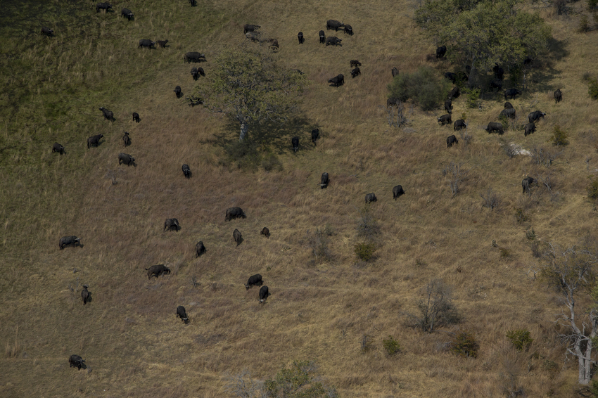 Duba Plains Camp Okavango Delta Botswana 56