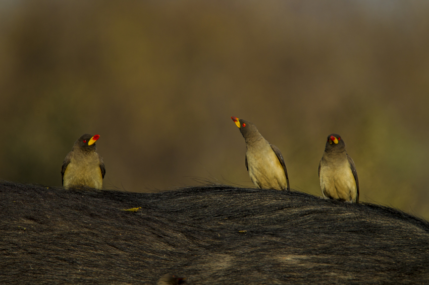 Duba Plains Camp Okavango Delta Botswana 57