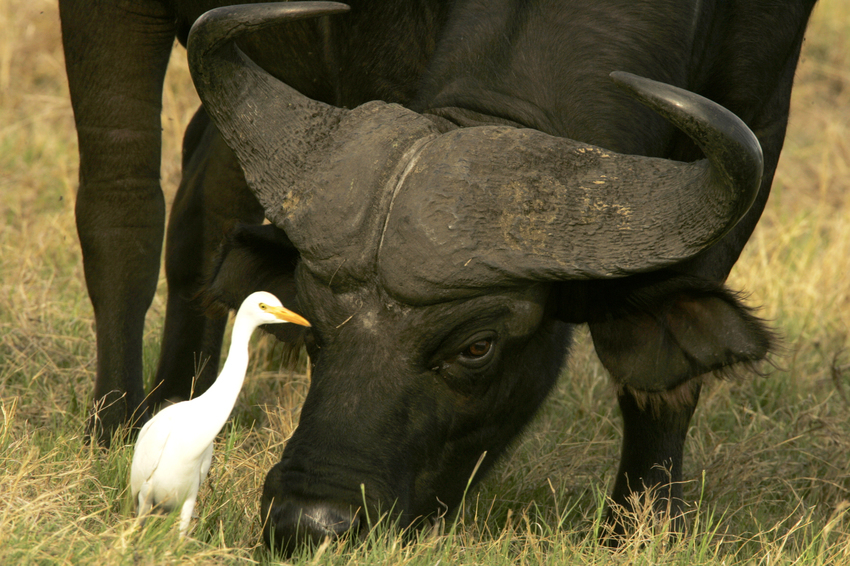 Duba Plains Camp Okavango Delta Botswana 58