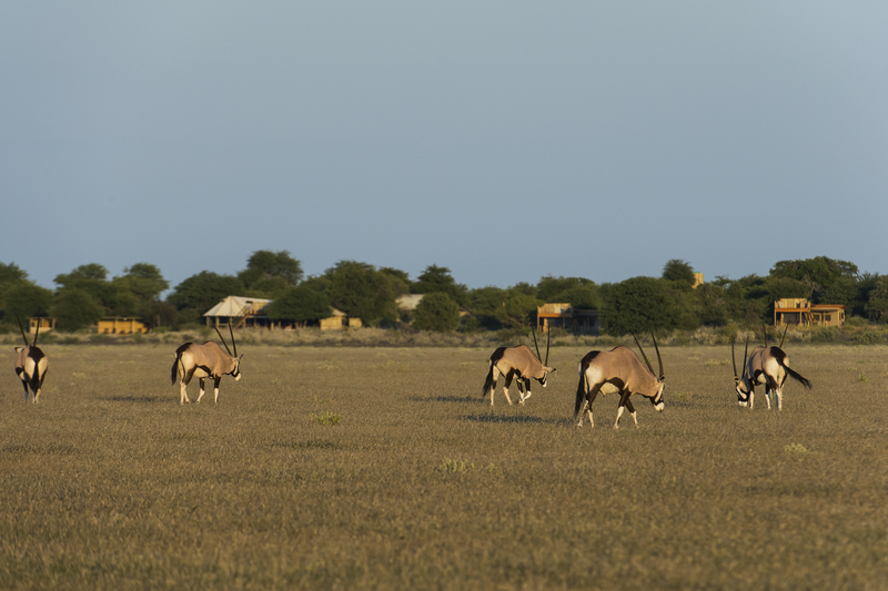 Kalahari Plains Camp Central Kalahari Botswana 20