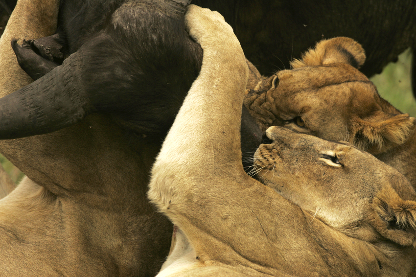 Duba Plains Camp Okavango Delta Botswana 59