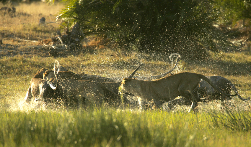 Duba Plains Camp Okavango Delta Botswana 64