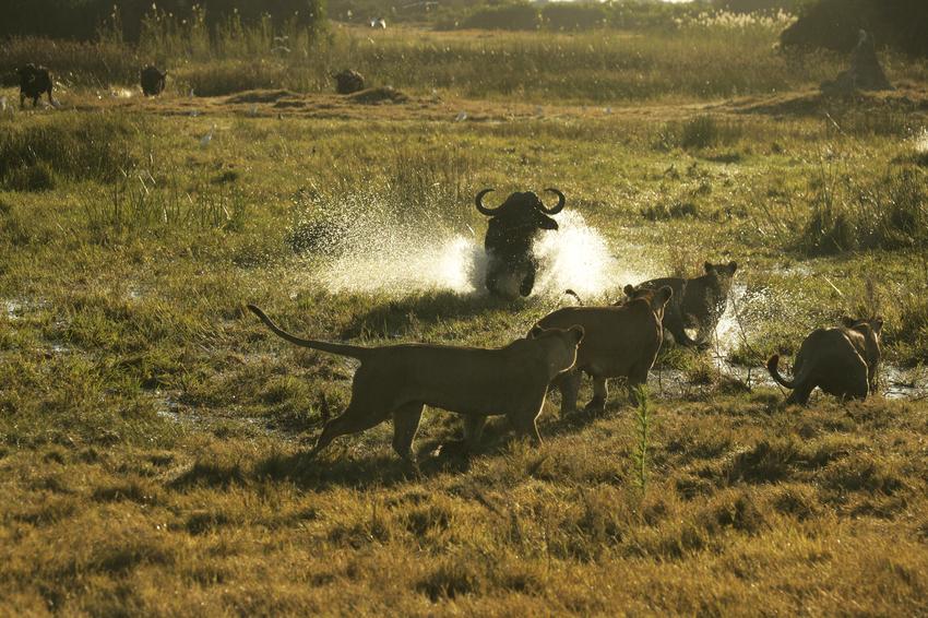 Duba Plains Camp Okavango Delta Botswana 66