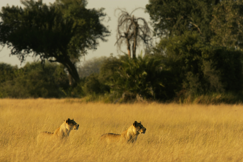 Duba Plains Camp Okavango Delta Botswana 69