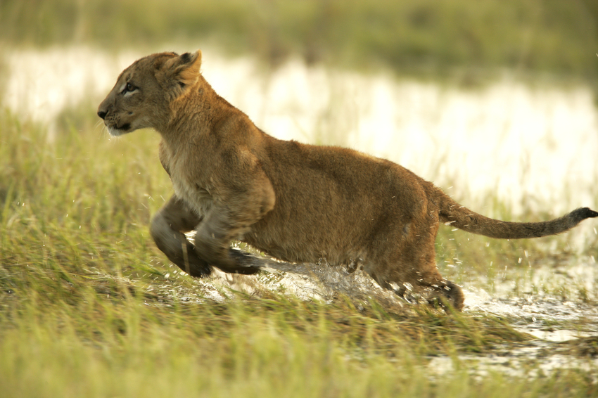 Duba Plains Camp Okavango Delta Botswana 70
