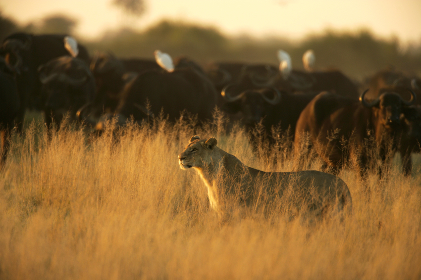 Duba Plains Camp Okavango Delta Botswana 72